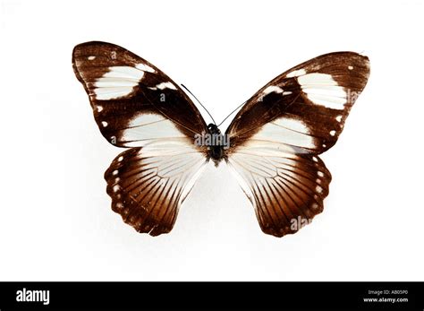 Mocker Swallowtail Papilio Dardanus Female Butterfly From Central