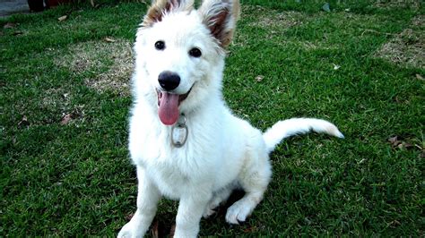 All White German Shepherd Puppies German Choices