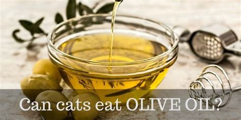But keep in mind, before feeding any new food to your cats, ask a vet for advice. Can cats eat Olive Oil? - Cattention