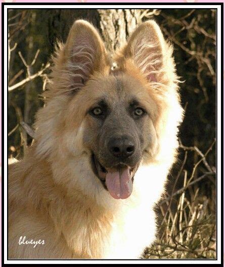 We did not find results for: German Shepherd blondy had to share this I knew I blond GSD like this only this is a plush yancy ...
