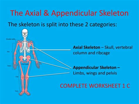 Ppt The Skeleton Powerpoint Presentation Free Download Id2133731