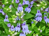 A not so simple garden: Lobelia siphilitica, a tale of dwarves and albas