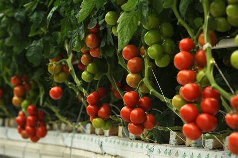 How To Grow Your Best Hydroponic Tomatoes Greenway Biotech Greenway