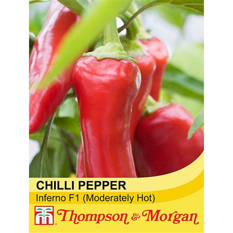 Chilli Pepper Inferno F1 Hybrid Moderately Hot Seeds Thompson