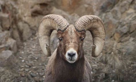 Bighorn Sheep Defenders Of Wildlife