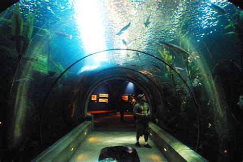 Fileoregon Coast Aquarium Tube 2