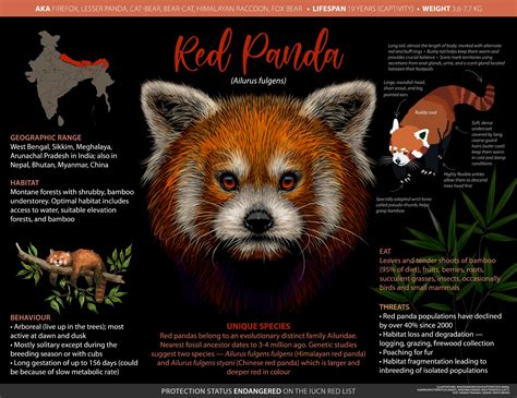 √99以上 Endangered Red Panda Facts 329012 Endangered Animals Red Panda