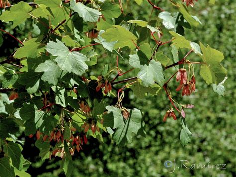 Acer Opalus Subsp Granatense