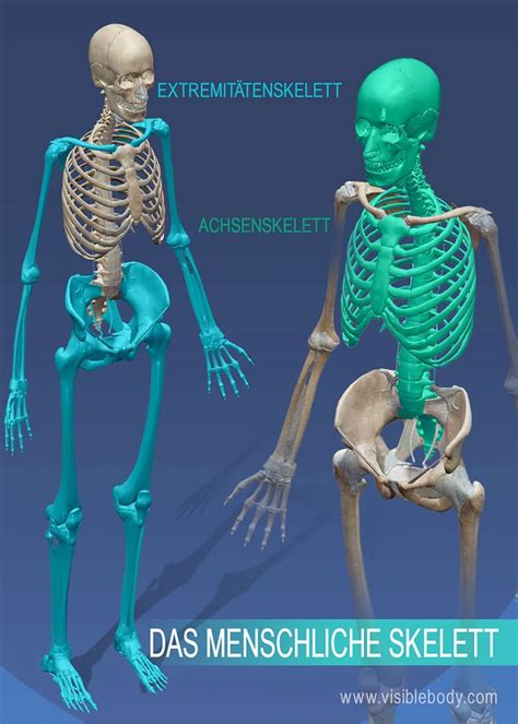 Skelett Mensch Menschliches Skelett Aufbau Und Funktion · Mit
