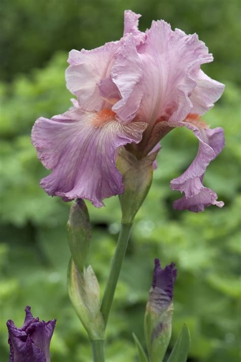 Iris Germanica Jennifer Rebecca Iris Tall Bearded Garden Center