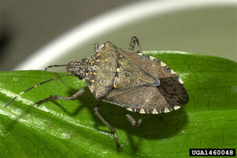 Brown Marmorated Stink Bug Halyomorpha Halys
