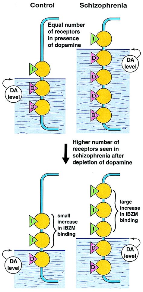 Schizophrenia More Dopamine More D2 Receptors Pnas