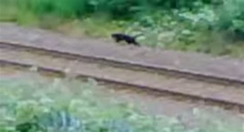Beast Of Bodmin Mystery Finally Solved Its A Cat Metro News