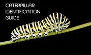 Caterpillar Identification Guide: 40 Species With Photos and ...