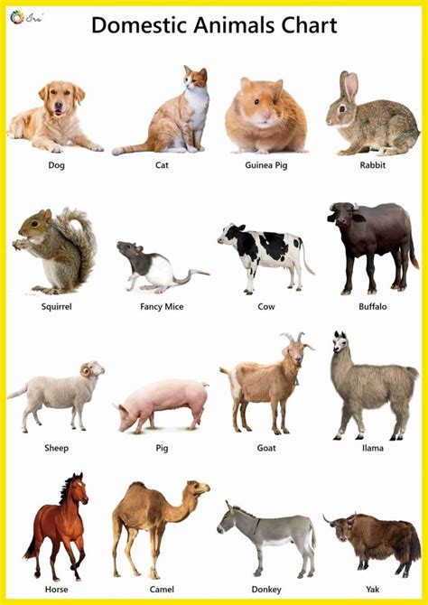 Domestic Animals Name Facts Pictures Videos Charts Ira