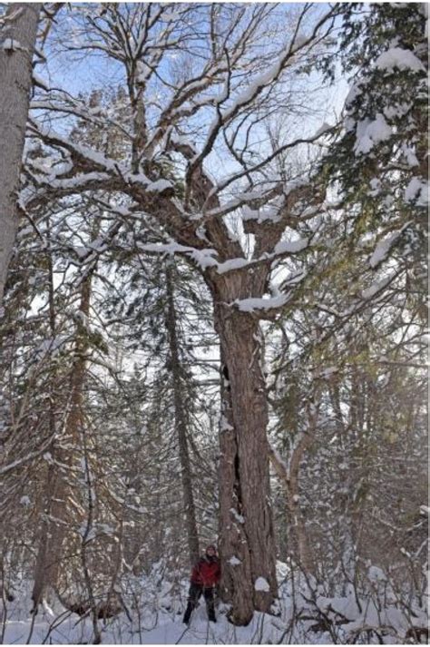 Giant Tree Twins Flourish For Centuries In Remote Northern Valley