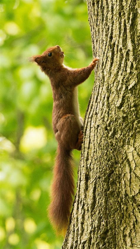 Tons of awesome squirrel wallpapers to download for free. 800x1420 Wallpaper squirrel, tree, climb | Squirrel, Red ...