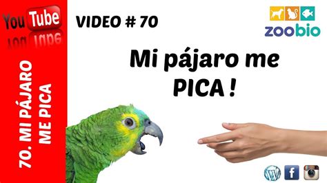 Mi Pájaro Me Pica Soluciones Youtube