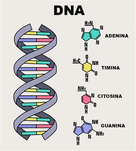 A estrutura icônica do DNA A dupla hélice em forma de espiral Fatos Curiosos