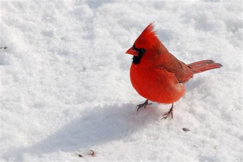 Cardinal Indianas State Bird