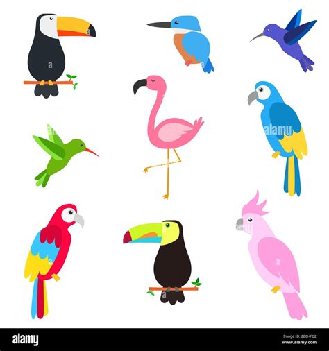 Tropical Bird Collection Stock Vector Image And Art Alamy