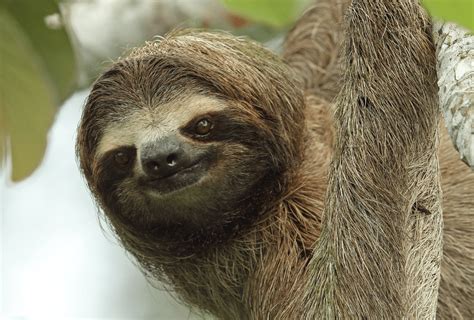 How Long Do Sloths Live Animal Corner