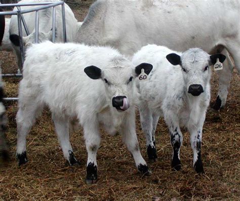 The British White Cattle Breed Miniature Cow Breeds Cute Cows Cattle