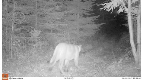 Caught On Video Dnr Says Cougar Spotted In Central Wisconsin