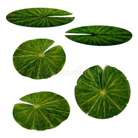 Water Lily Leaves Set Stock Illustration Illustration Of Isolated
