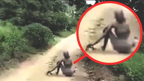 Mysterious Creatures Caught On Camera And Spotted In Real Life Youtube