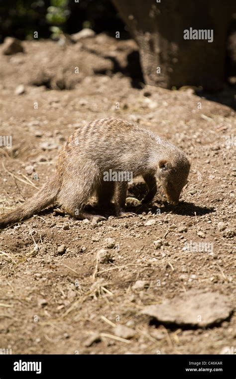 Banded Mongoose Stock Photo Alamy