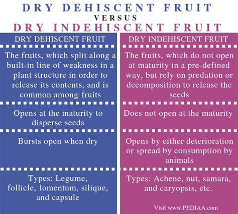 What Is The Difference Between Dry Dehiscent And Dry Indehiscent Fruit