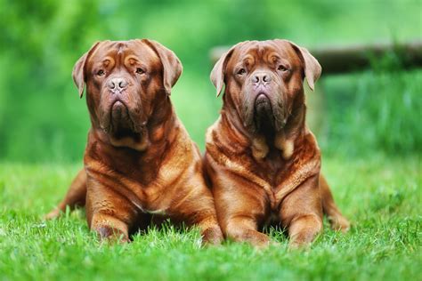 9 Of The Worlds Largest Dog Breeds