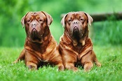 9 of the World's Largest Dog Breeds