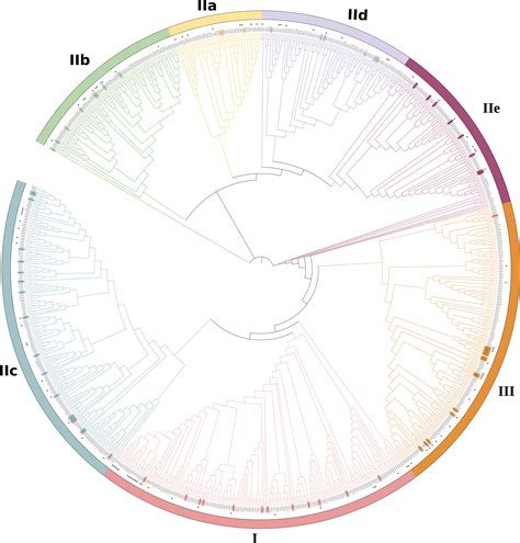 Frontiers Multifaceted Roles Of Wrky Transcription Factors In Abiotic