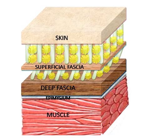 The Important Role Of Fascia In Movement Discover