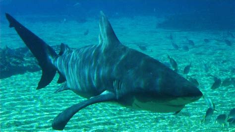 Bull Shark It Thrives In Fresh Water And Can Travel Thousands Of
