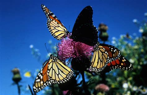 Free Picture Monarch Butterflies Insects