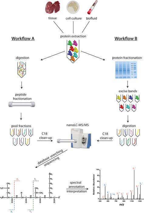 41 Depiction Of Two Common Workflows For Proteomic Analysis Of Various Download Scientific