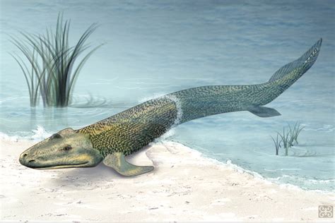 Devonian Period Climate Animals And Plants Live Science