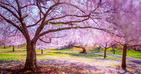 Cherry Blossom In The Wind Photograph By Mark Rogers Fine Art America
