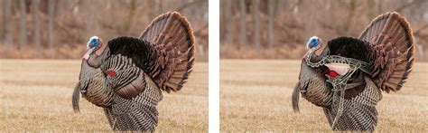 Shot Placement Guide For Bowhunting Turkeys My Xxx Hot Girl