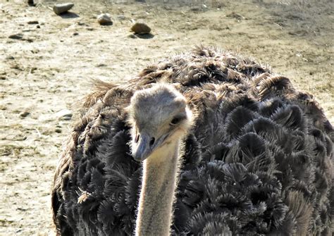 Md Zoo ~ Ostrich Portrait Htt Karen Mallonee Flickr