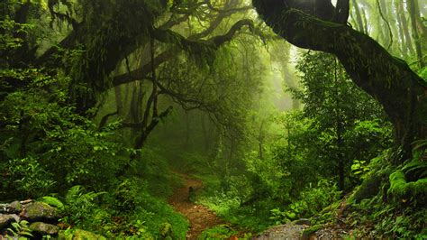 Las 10 Selvas Más Hermosas Del Mundo Autobildes