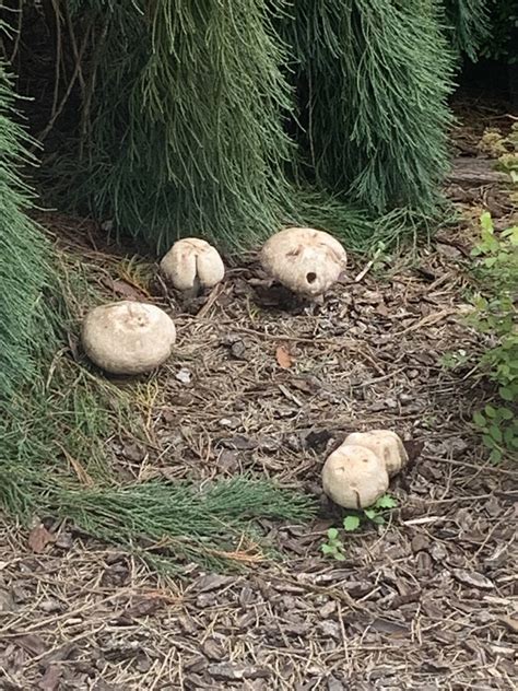 Help With Identifying This Particular Kind Of Mushroom Mushroom