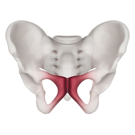 Pubis: Anatomy, Function, and Treatment