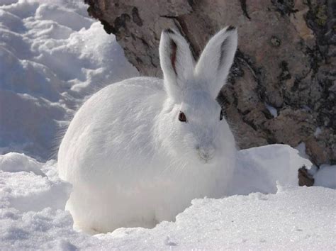 Snow Bunny Animals Cute Animals Animals Beautiful
