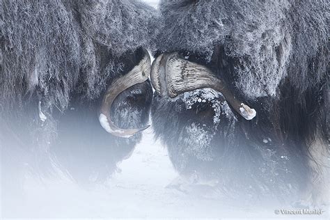 Vincent Munier