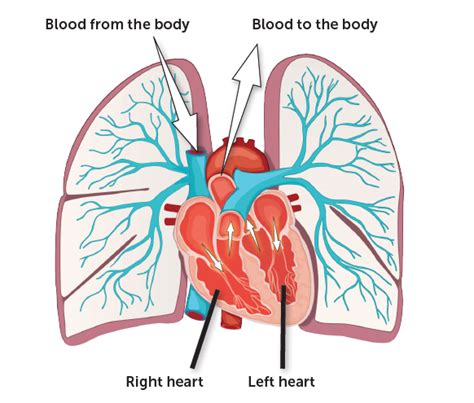 Heart And Lungs Diagram