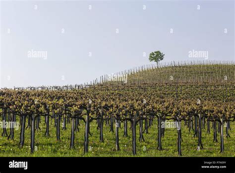 Langhe Cuneo District Piedmont Italy Langhe Wine Region Spring